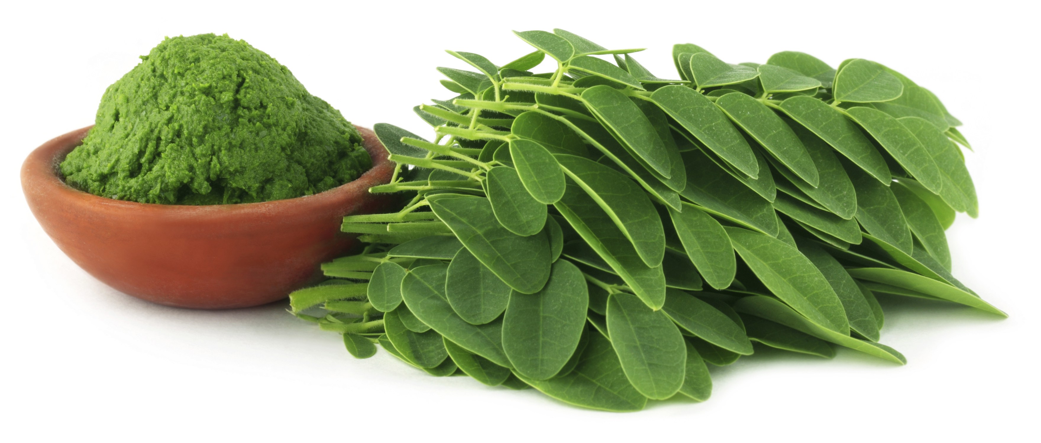 Is Moringa Bad For Dogs