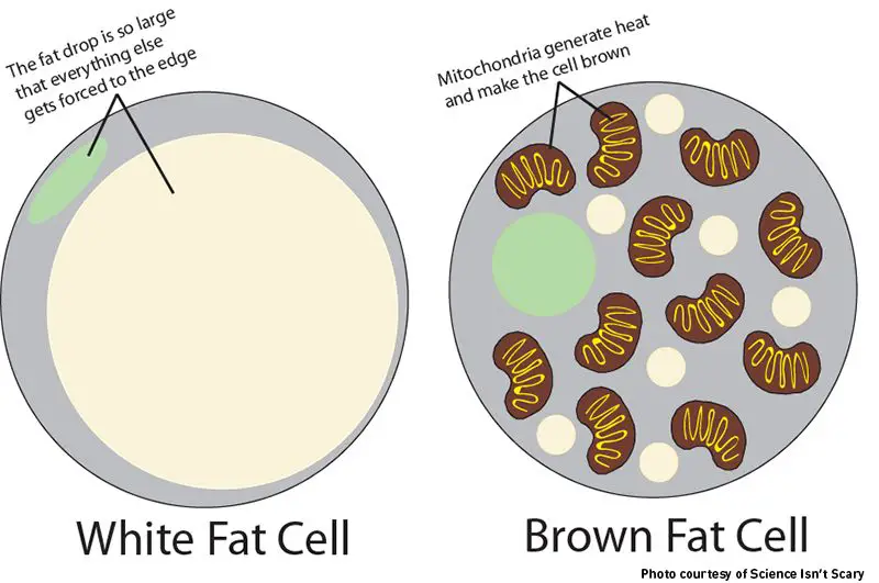 white fat cell vs. brown fat cell