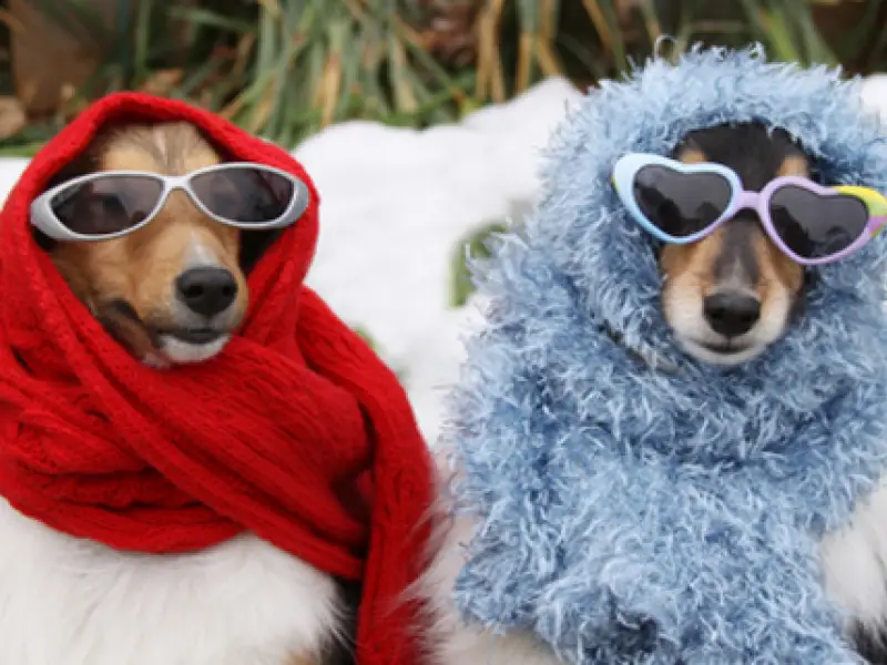 dogs in the cold