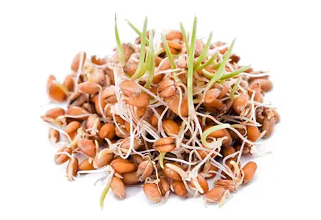 sprouted-grains
