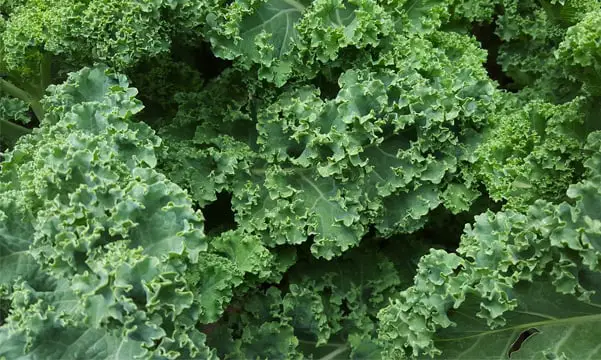 benefits of kale