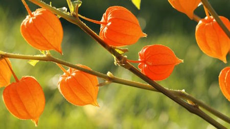ashwagandha for libido ashwagandha for libido