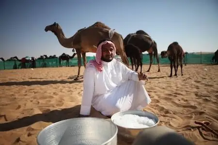 camel milk nutrition