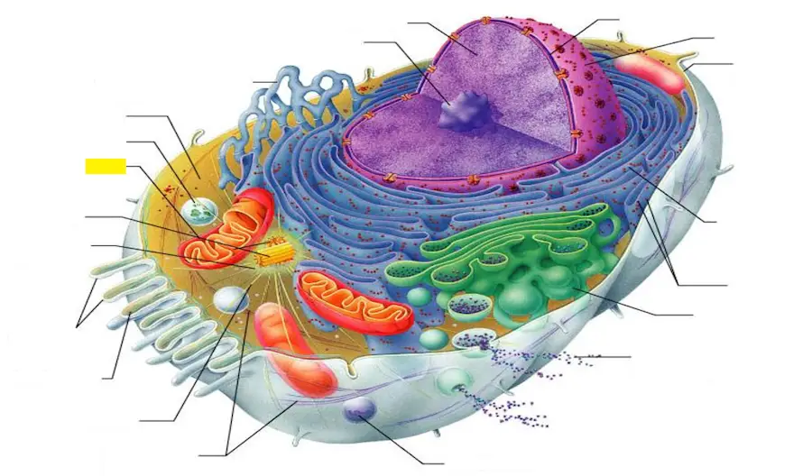 Энергетическая станция клетки животных. Эукариотическая клетка митохондрии. Митохондрии в клетке животного.