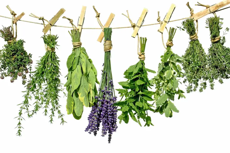 The Most Powerful Herbal Remedies You Can Grow At Home - 