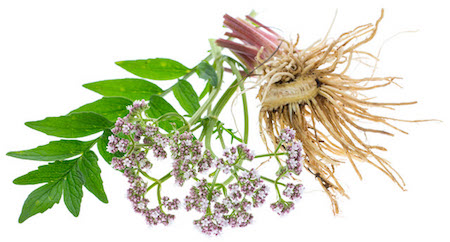 Valerian root Valerian root