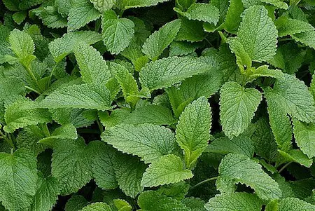 Lemon balm Lemon balm