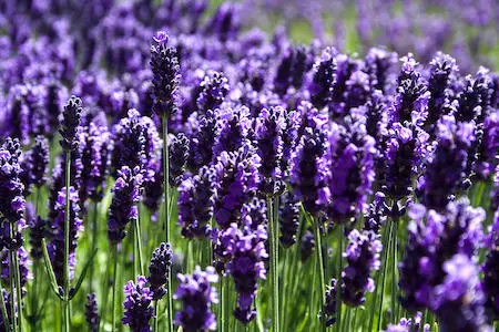 Lavender Oil Lavender Oil