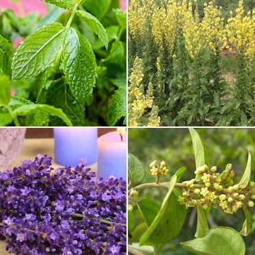 The Most Powerful Herbal Remedies (You Can Grow At Home)