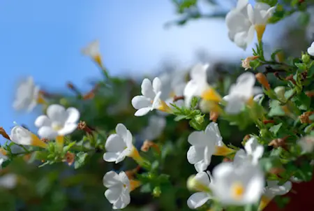 Bacopa Monnieri