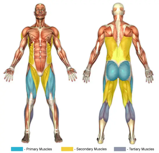 Squats Muscle Group 91