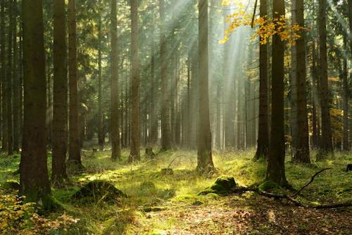 benefits-of-forest-bathing