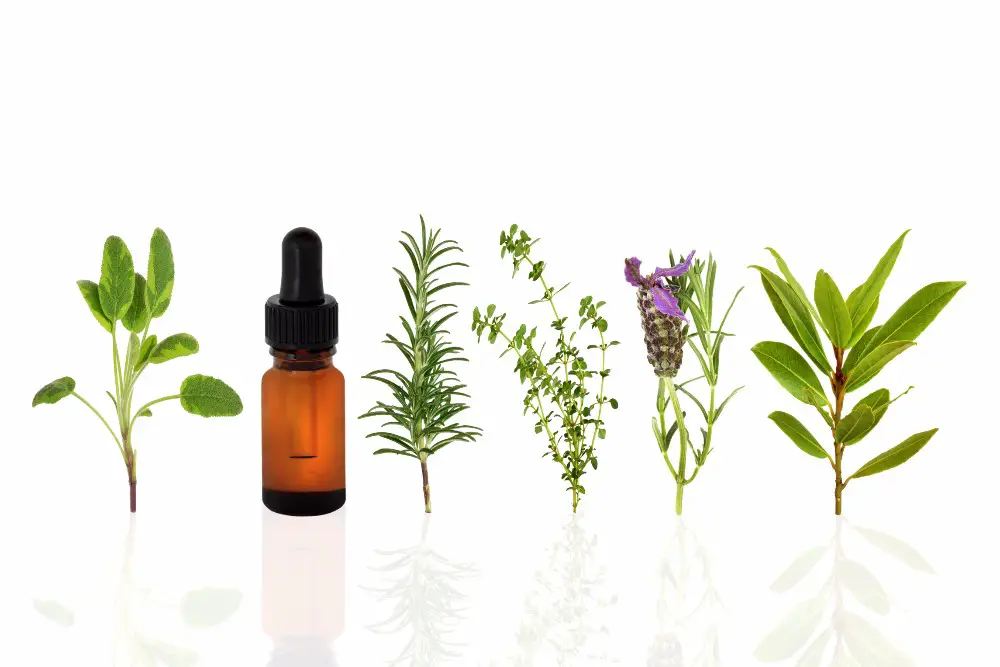 top-5-essential-oils-for-every-home-backed-by-science-happy-body