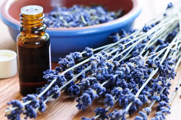 lavender-essential-oil