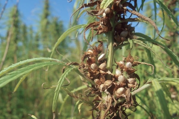 What are hemp seeds?