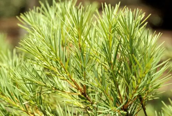 What is tea tree oil? What is tea tree oil?