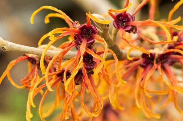 witch-hazel-benefits-1 (1)