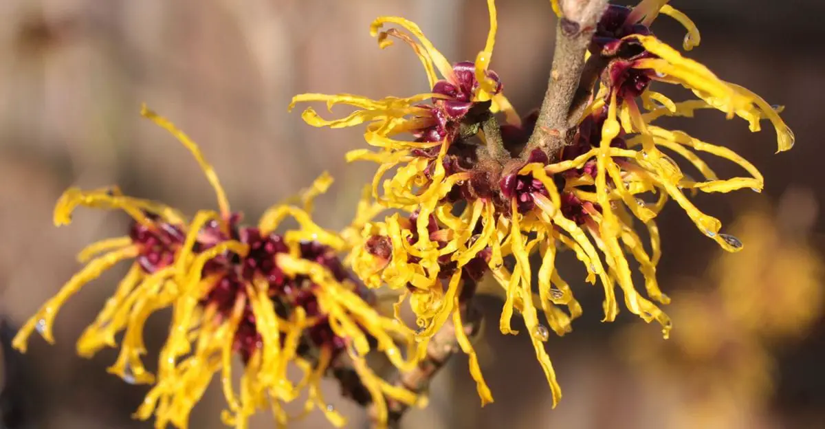 witch-hazel-benefits-2-1-happy-body-formula