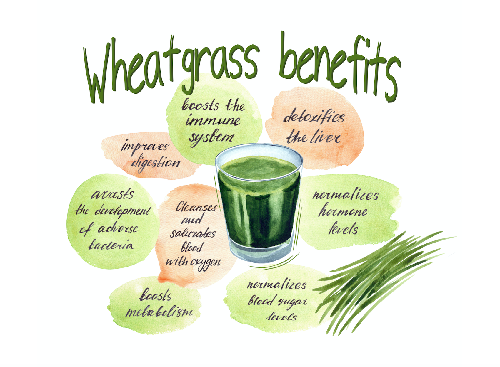Wheatgrass Health Benefits Happy Body Formula wheatgrass-health-benefits-happy-body-formula