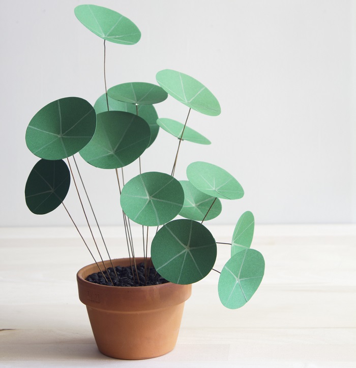 PAPER CHINESE MONEY PLANT