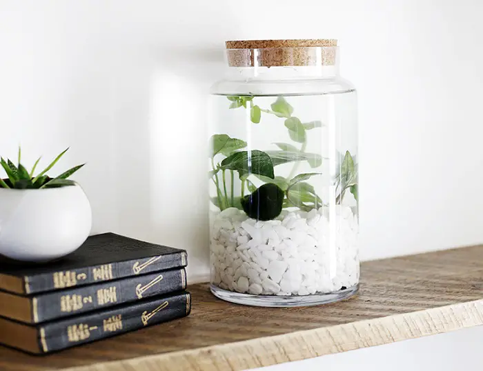 INDOOR WATER GARDEN