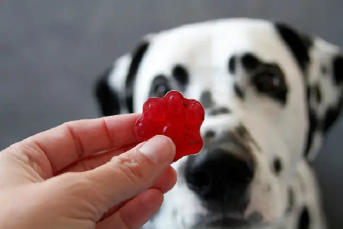 CRANBERRY AND HERB GELATIN GUMMY DOG TREATS