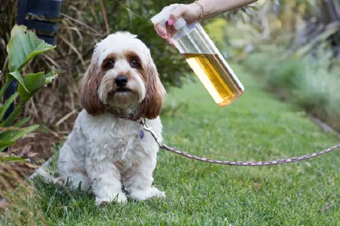 HOMEMADE PET-FRIENDLY TICK REPELLENT RECIPE